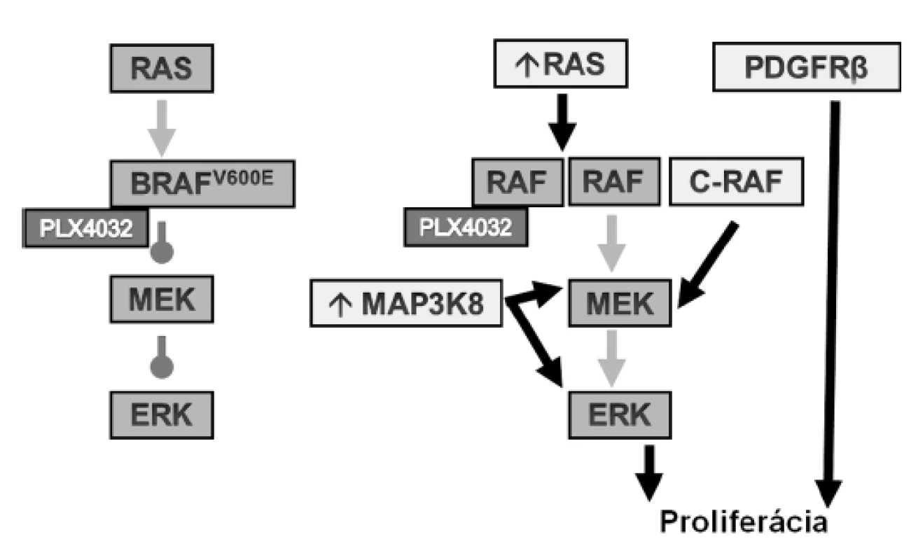 Schéma inhibície mutovaného BRAF (vľavo) a mechanizmy rezistencie (&lt;em&gt;vpravo&lt;/em&gt;).