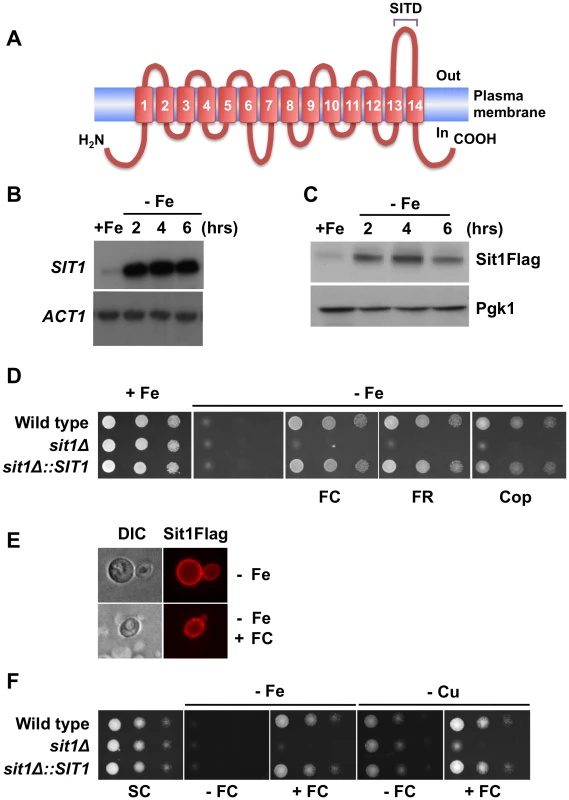 <i>SIT1 substrate specificity and regulation under Fe deficiency</i>.