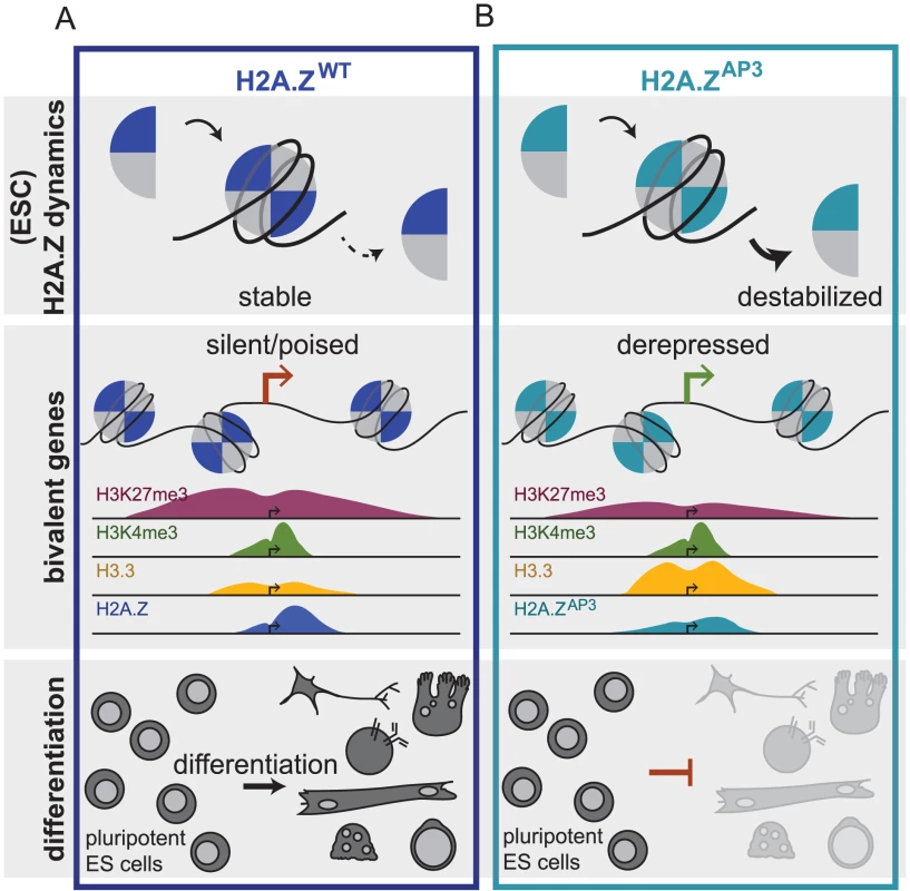 H2A.Z acidic patch couples chromatin dynamics to gene expression regulation during ESC differentiation.