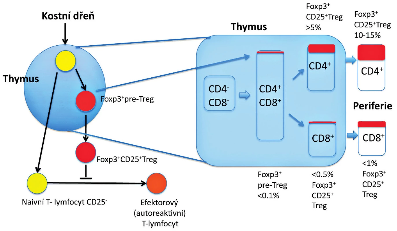 Vývoj Treg v thymu. 
Vývoj Foxp3&lt;sup&gt;+&lt;/sup&gt; thymocytů (Foxp3&lt;sup&gt;+&lt;/sup&gt; pre-Treg) zahrnuje v thymu interakce s thymickými stromálními buňkami prostřednictvím různých molekul. Foxp3&lt;sup&gt;-&lt;/sup&gt; thymocyty v rané fázi (CD4&lt;sup&gt;+&lt;/sup&gt;CD8&lt;sup&gt;+&lt;/sup&gt;) nebo v pozdní fázi (CD4&lt;sup&gt;+&lt;/sup&gt;) se mohou diferencovat na CD25&lt;sup&gt;+&lt;/sup&gt;Foxp3&lt;sup&gt;+&lt;/sup&gt; Treg po obdržení signálu, který vzniká interakcemi mezi TCR a major histocompatibility/self-antigen (MHC/autoantigen) komplexy prezentovanými na stromálních buňkách zprostředkovaných dalšími molekulami (např. CD28) a jejich ligandy (např. CD80 a CD86) a humorálními faktory derivovanými ze stromálních buněk (např. cytokiny). Složení Foxp3&lt;sup&gt;+&lt;/sup&gt; buněk v každé subpopulaci thymocytů (CD4&lt;sup&gt;+&lt;/sup&gt; versus CD8&lt;sup&gt;+&lt;/sup&gt;) je zobrazeno v procentech. Za jistých podmínek se mohou CD4&lt;sup&gt;+&lt;/sup&gt; non-Treg diferencovat na Foxp3&lt;sup&gt;+&lt;/sup&gt; Treg až v periferii (tzv. indukované Treg – není znázorněno). Exprese Foxp3, která určuje diferenciaci thymocytů zodpovídá nejenom za supresivní aktivitu, ale zároveň stabilizuje funkci a fenotyp Treg (např. prostřednictvím exprese CD25).