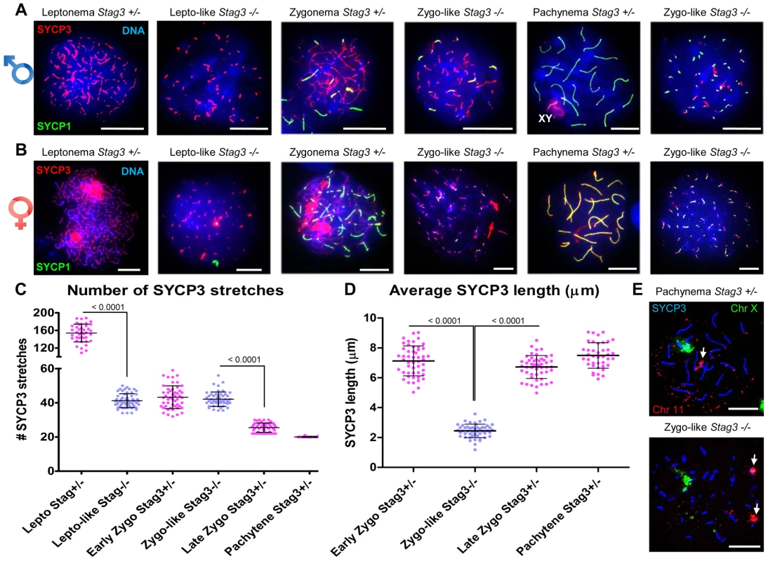 <i>Stag3</i> mutation results in abnormal meiosis progression, atypical synapsis between sister chromatids, and absence of pachytene stage germ cells.