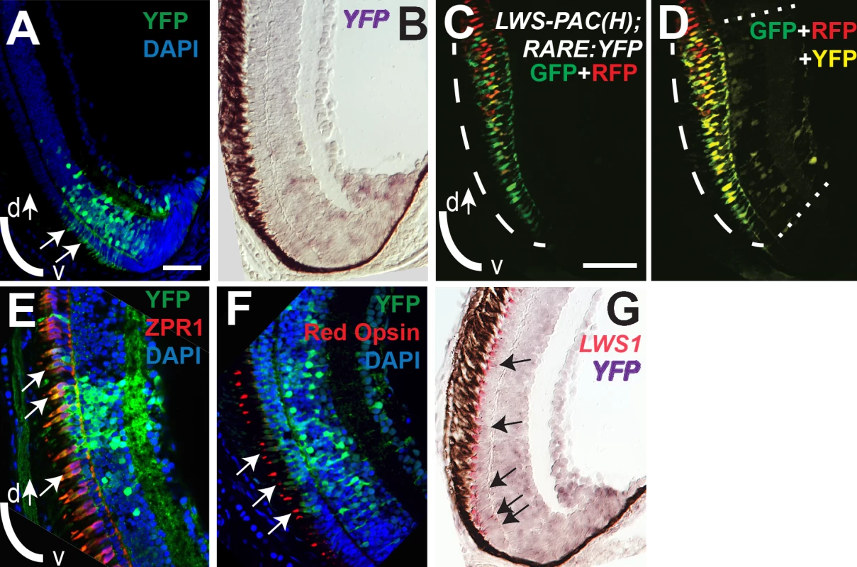 RA signaling continues in juvenile retinas and the signaling domain includes red opsin+, <i>LWS1</i>+ cones.