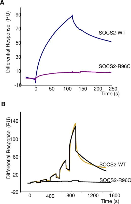 Real-time binding of SOCS2-WT and SOCS2-p.R96C proteins on immobilized pY-GHR.