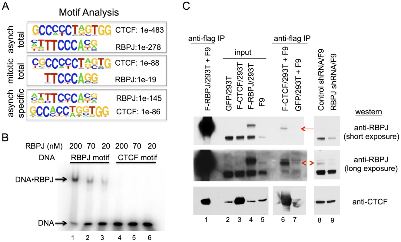 RBPJ interacts with CTCF and is enriched at genomic loci containing CTCF-binding motifs.