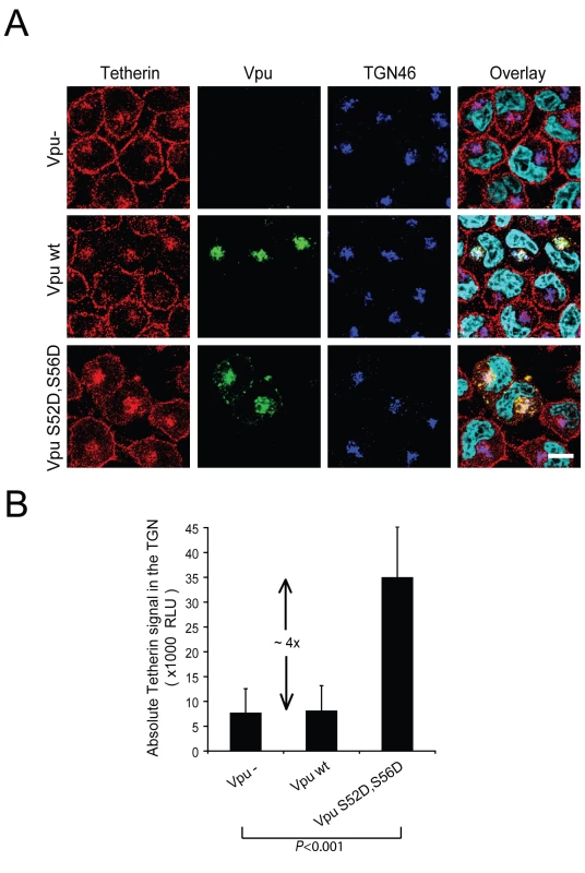 Vpu expression causes a re-localization of the cellular pool of Tetherin in a perinuclear compartment.