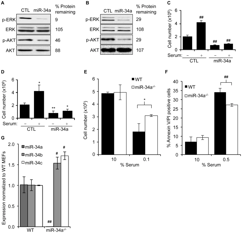 miR-34a expression suppresses cellular activation in response to serum growth factors.