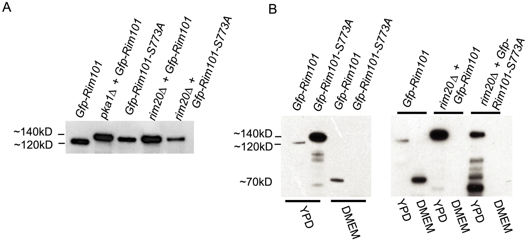 Western blot analysis of Rim101 in <i>rim101</i> and <i>pka1Δ </i><i>mutant</i> backgrounds.