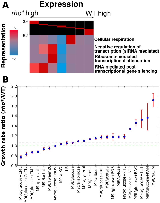 Comparison of transcriptional and phenotypic differences between WT and <i>rho</i>* cells.
