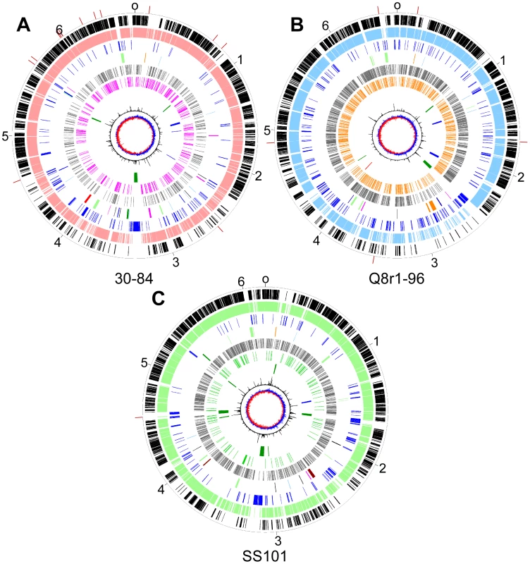 Circular genome diagrams of representative strains from each of three sub-clades in the <i>P. fluorescens</i> group.