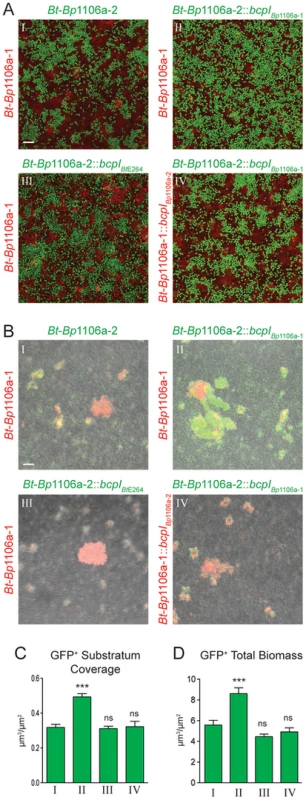 CDI system-mediated kind discrimination during polymicrobial biofilm formation of <i>Bt</i>-<i>Bp</i>1106a-1 and <i>Bt</i>-<i>Bp</i>1106a-2 bacteria.