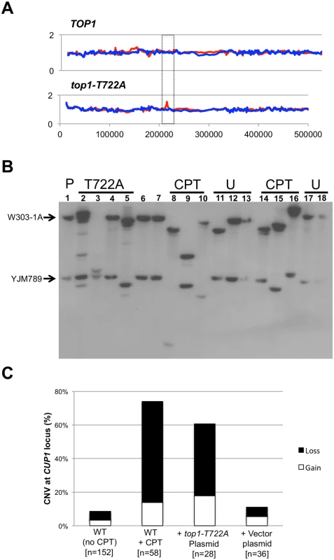 <i>CUP1</i> instability associated with CPT treatment or Top1-T722A expression.