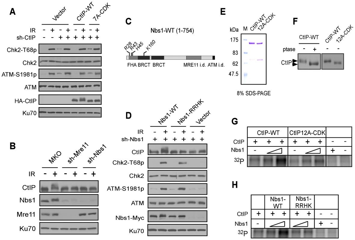 The FHA/BRCT domains of Nbs1 are important for ATM-mediated phosphorylation of CtIP.