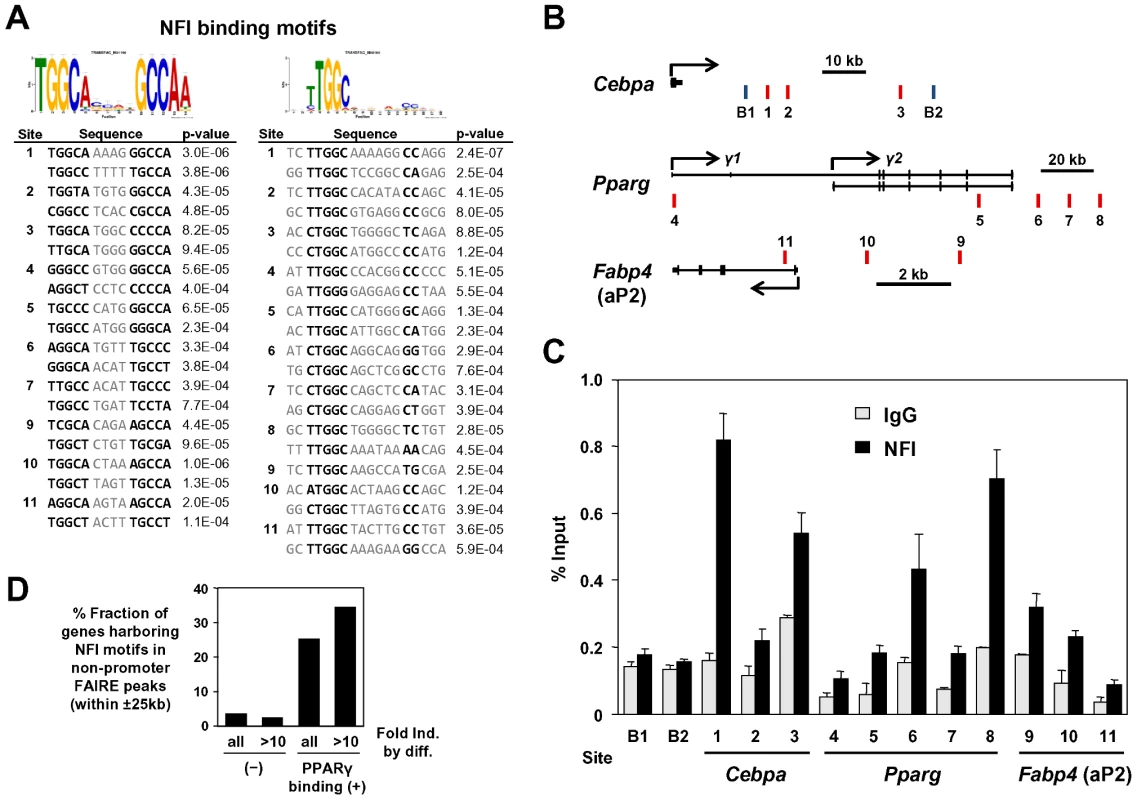 NFI occupy the adipocyte-specific FAIRE peaks and/or the PPARγ binding sites near PPARγ, C/EBPα, and aP2 genes.