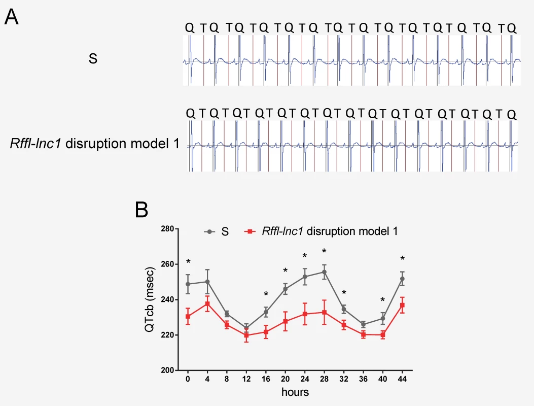 Shorter QT-intervals in <i>Rffl-lnc1</i> disruption model 1 compared with S rats.