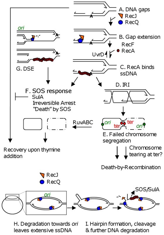 Models for TLD by SOS, death-by-recombination, and RecQ/J-promoted DNA destruction.