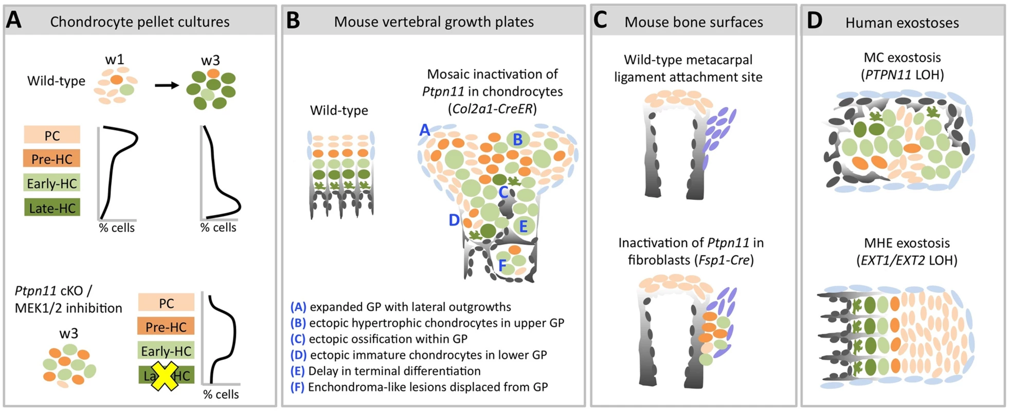 Model of the consequences of SHP2 depletion in pellet cultures, mouse vertebral growth plates, periarticular fibroblasts and human MC exostoses.