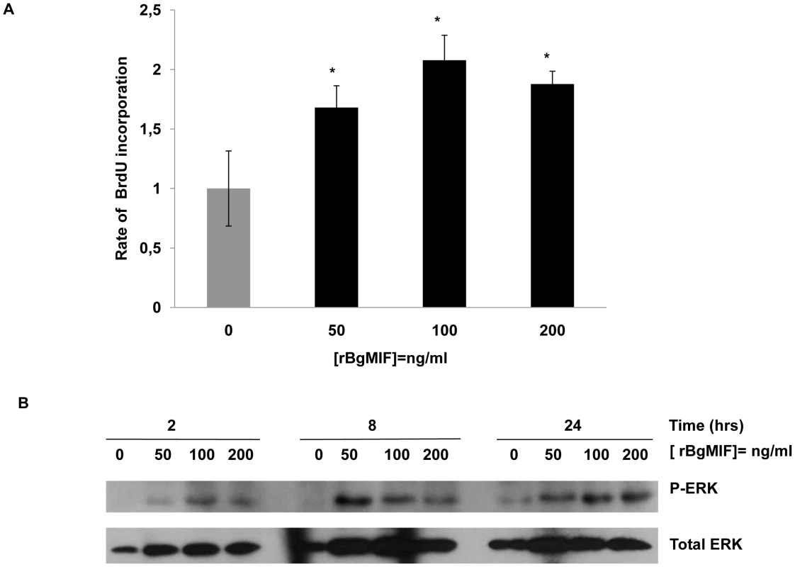rBgMIF stimulates the proliferation and sustained activation of ERK in Bge cells.