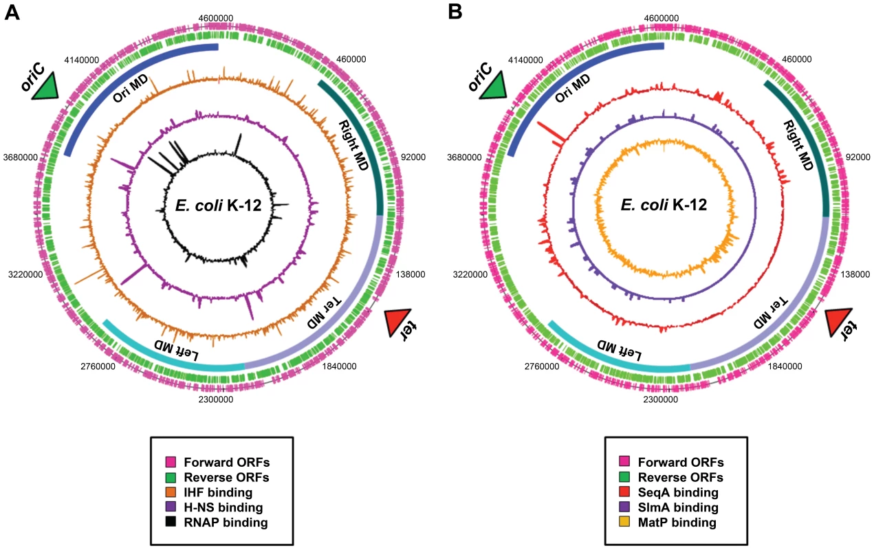 Distribution of nucleoid-associated proteins across the <i>E. coli</i> chromosome.