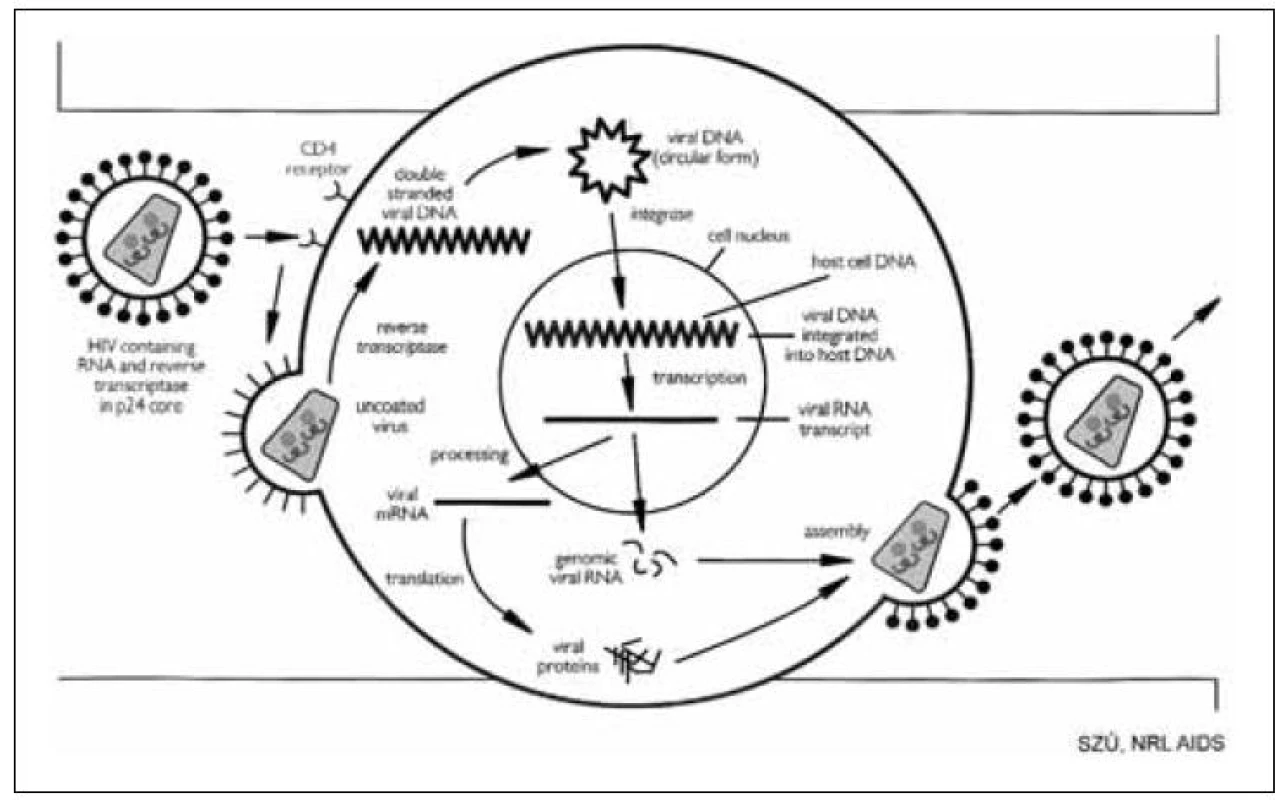 Schéma replikačního cyklu HIV
Fig. 5. Schematic representation of HIV replication cycle