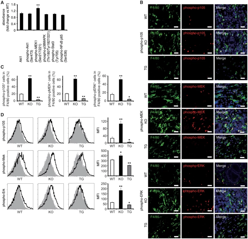 EPRAP inhibits p105 phosphorylation and MEK–ERK activation in stromal macrophages with DSS treatment.
