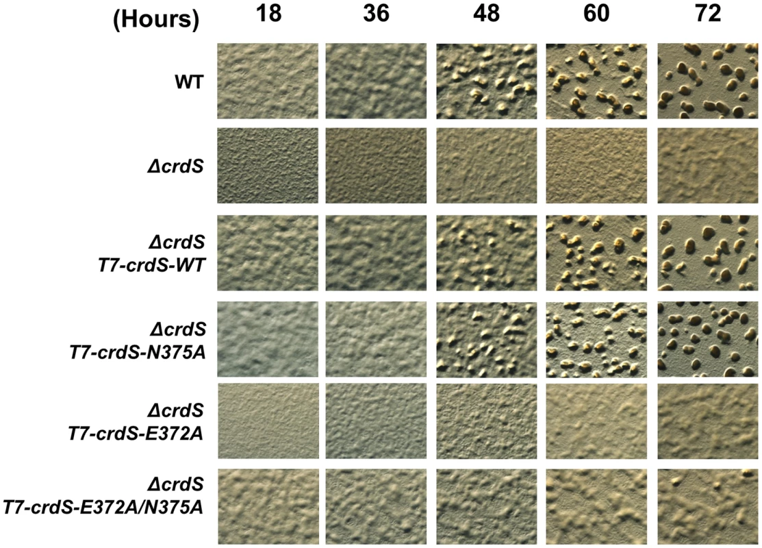 <i>M. xanthus</i> Development Is Affected by Expression of CrdS Kinase and Phosphatase Mutant Proteins.