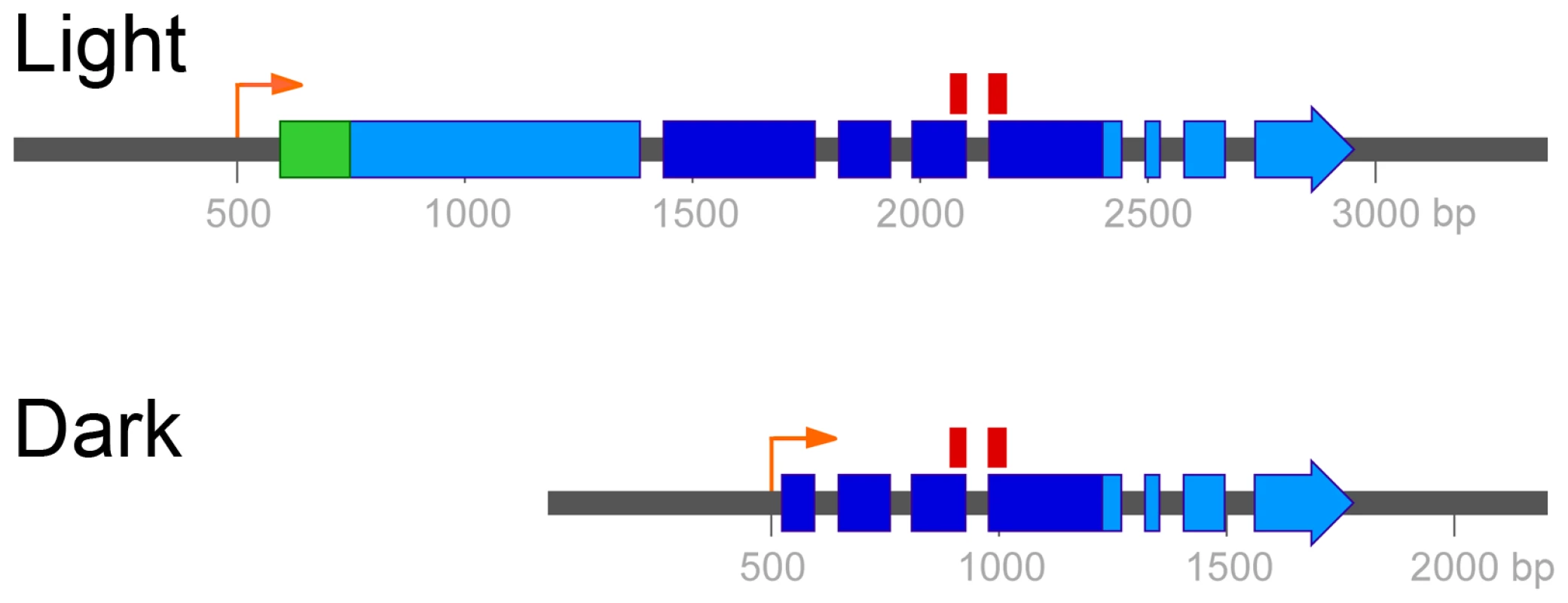 Two mRNA isoforms of <i>UVE1</i> are produced in <i>C. neoformans</i> var. <i>neoformans</i>.