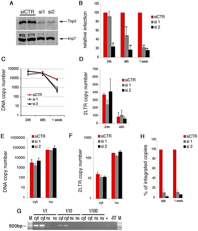 Tnp3 is required for efficient HIV-1 infection in HeLa cells.