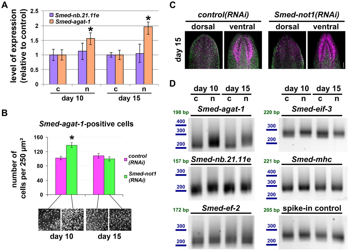 <i>Smed-not1(RNAi)</i> animals have increasing numbers of <i>Smed-agat-1</i> transcripts with increased frequency of long poly(A) tails but decreasing numbers of <i>Smed-agat-1</i>-positive cells.
