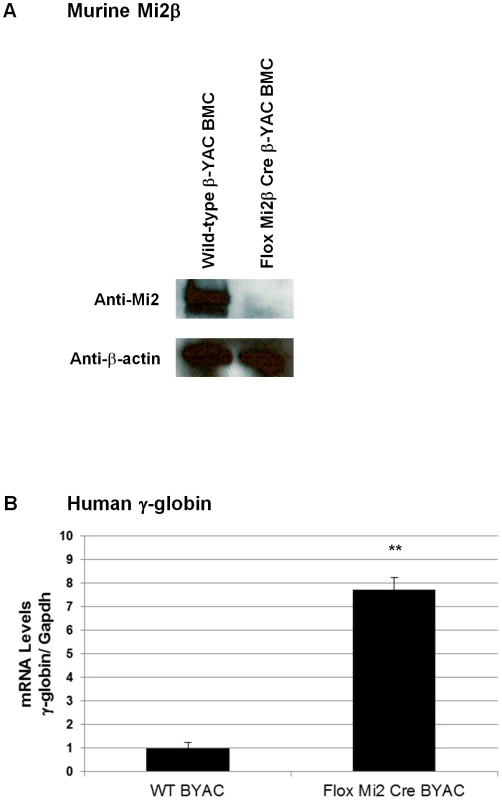Murine Mi2β protein and human fetal γ-globin mRNA expression in CID-dependent bone marrow cells (BMCs) derived from Mi2β conditional knockout β-YAC transgenic mice.