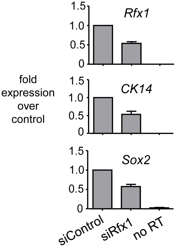 Knock-down of <i>Rfx1</i> causes diminution of <i>CK14</i> and <i>Sox2</i> expression.