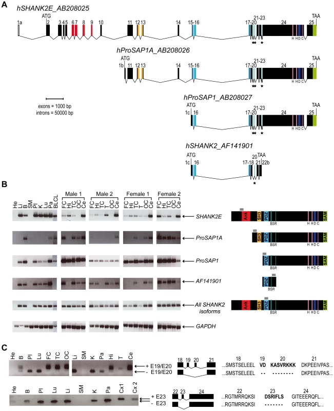 Genomic structure, isoforms, and expression of human <i>SHANK2</i>.