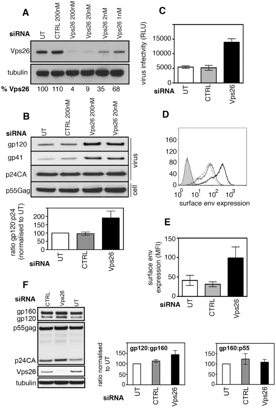 Vps26 depletion increases plasma membrane expression of HIV-1 Env and incorporation into viral particles.