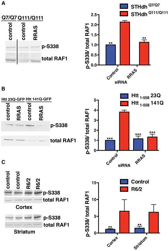 Altered RAF1 Phosphorylation in HD Models Is Rescued by RRAS Inhibition.