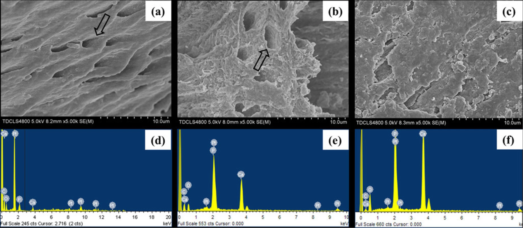 The surface morphology and elemental compositions of representative samples of completely demineralized dentine in the tooth model characterized by SEM and EDX. (a, d) the control sample, showing collapse orifices of dentinal tubule (open arrow); (b, e) the sample treated with CMC/ ACP, showing renatured orifices of dentinal tubule (open arrow); (c, f) the sample treated with Ca(OH)<sub>2</sub>.