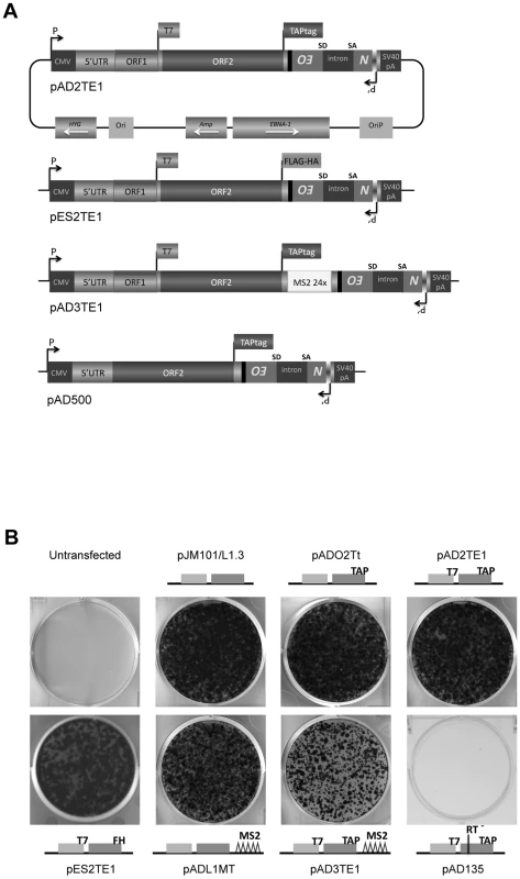 The retrotransposition efficiency of engineered L1s used in this study.