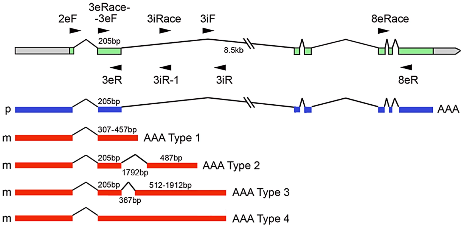Different parentally biased transcripts arising from the Os01g70060 gene as a result of novel splicing and polyadenylation.