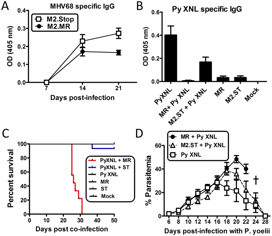 The MHV68 M2 gene product is necessary for virus mediated humoral suppression and lethality during <i>Plasmodium</i> co-infection.