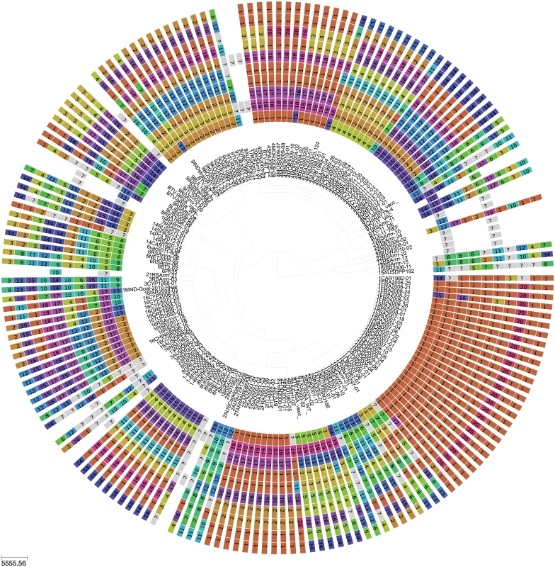 Phylogeny of BTV Seg-2 and inferred genomic reassortment patterns.