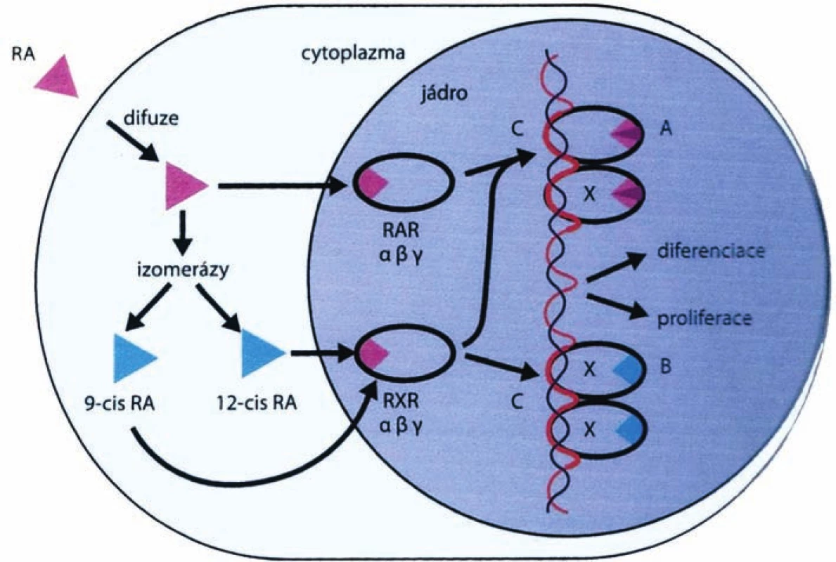 Mechanismus chemoprotektivního účinku retinoidů a rexinoidů
Legenda:
RA – retinoid acid,
RAR – retinoid acid receptor,
C-RARE – retinoid acid response element