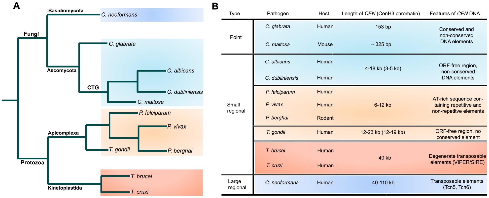 Structural organization of centromeres in various microbial pathogens.
