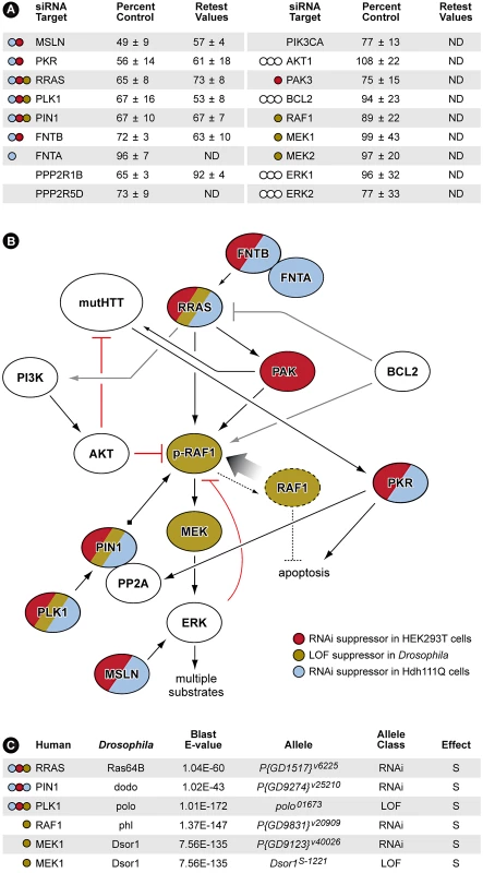 RNAi Screen Identifies Multiple Members of RRAS Signaling Cascade as Modulators of Mutant Htt Toxicity.