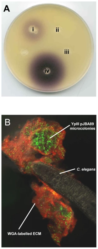 AHLs are produced in <i>Y. pseudotuberculosis</i> YpIII biofilms on <i>C. elegans</i>.