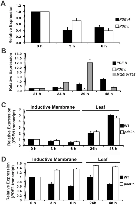 <i>PDEH</i> transcript is differentially regulated during infection-related development.