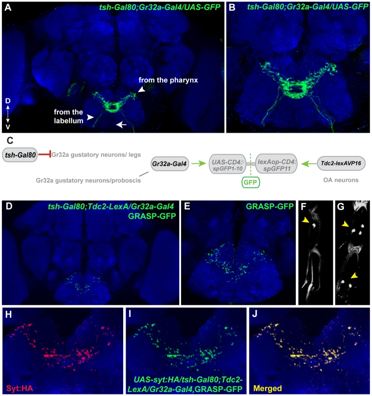 Mouth-specific Gr32a neurons contact OA neurons in the suboesophageal ganglion.