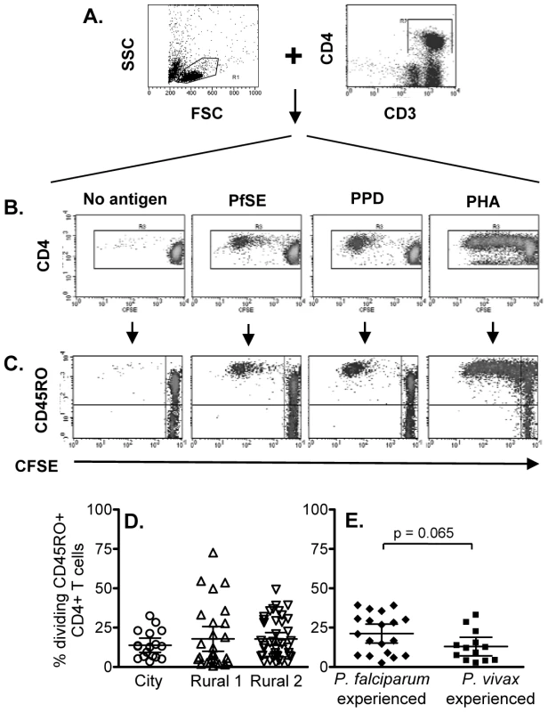 Flow cytometric characterization, frequencies and longevity of memory CD4 T cells proliferating in response to PfSE.