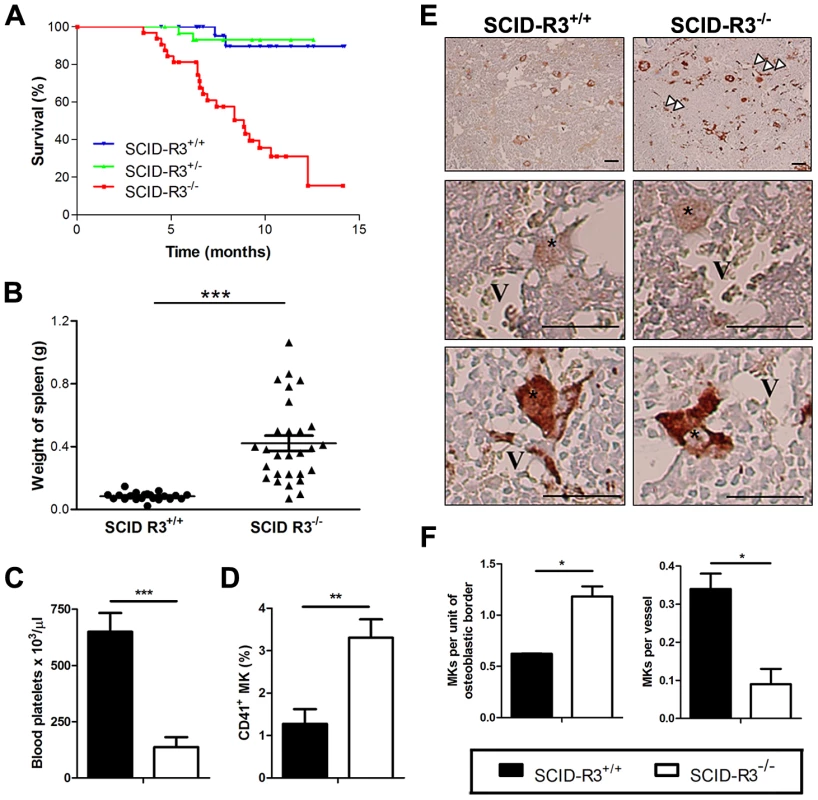 Decreased survival, splenomegaly, thrombocytopenia and megakaryocyte alterations in SCID-Rasa3<sup>−/−</sup> mice.