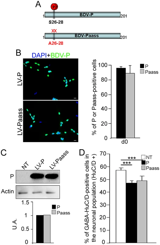 The S26/28 phosphorylation site is not necessary for <i>bdv-p</i>-induced reduction in GABAergic neurogenesis.
