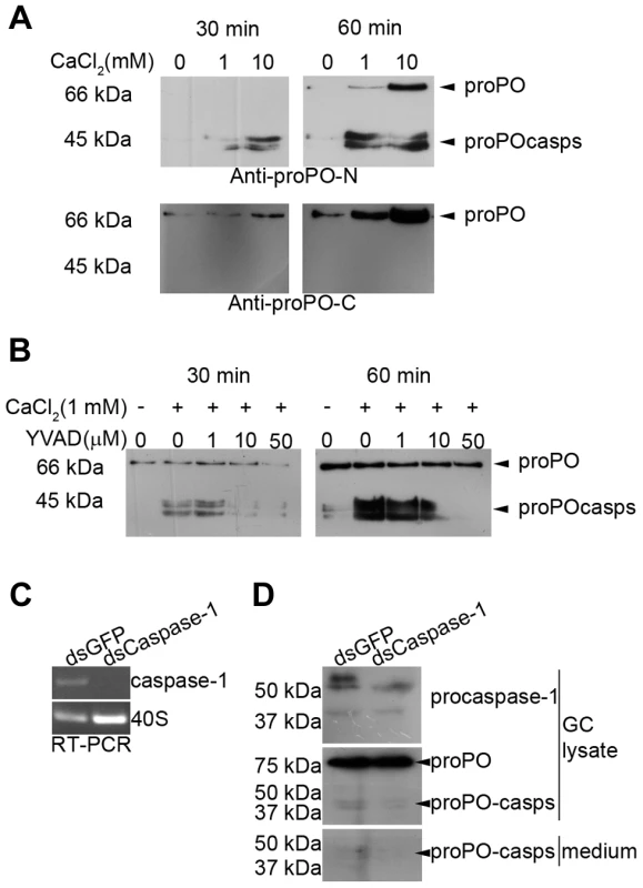 Ca<sup>2+</sup> dependence of proPO-casp release and the inhibitory effect of a caspase-1 inhibitor and caspase-1 knockdown <i>in vitro</i>.