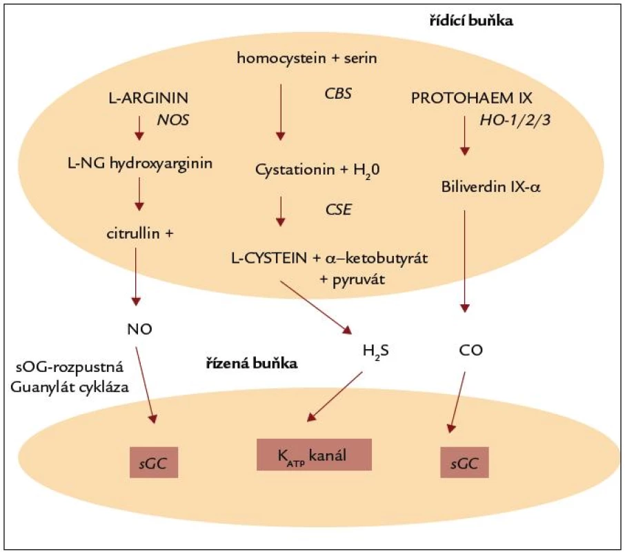 Role tří plynů – NO, H&lt;sub&gt;2&lt;/sub&gt;S a CO v metabolizmu. Podle [2].