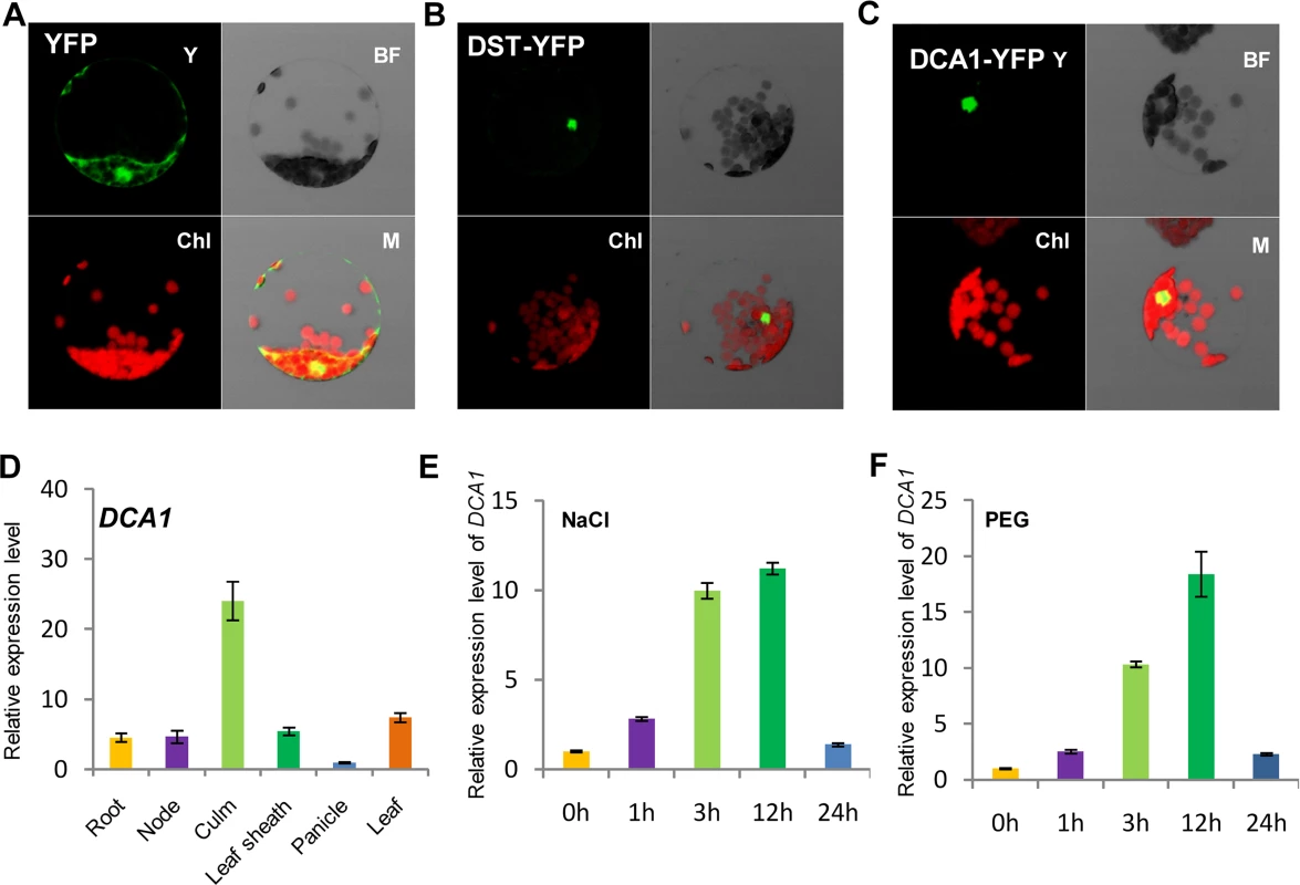 Subcellular localization and tissue-specific expression of DCA1.